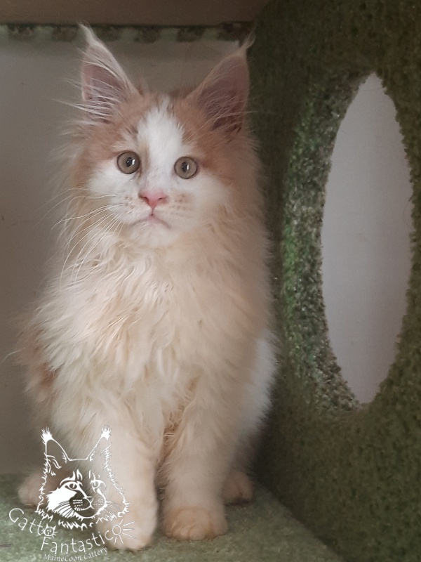 Gatto Fantastico Lincoln - Kitten maine-coon 3 months 1 week