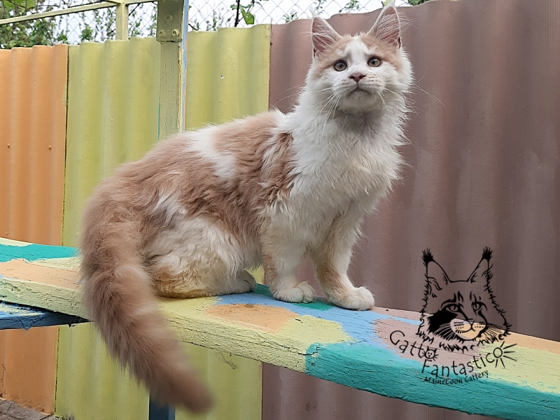 Gatto Fantastico Lincoln - Kitten maine-coon 4 months 2.5 weeks
