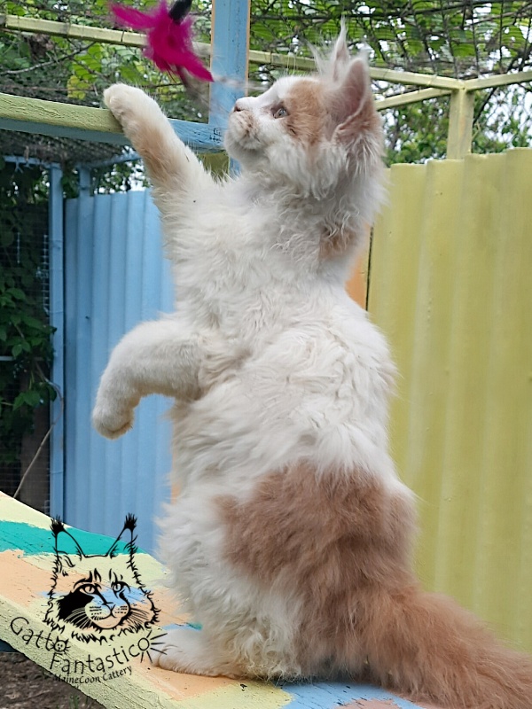 Gatto Fantastico Lincoln - Kitten maine-coon 4 months 2.5 weeks