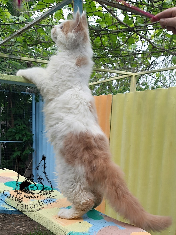Gatto Fantastico Lincoln - Kitten maine-coon 4 months 2.5 weeks