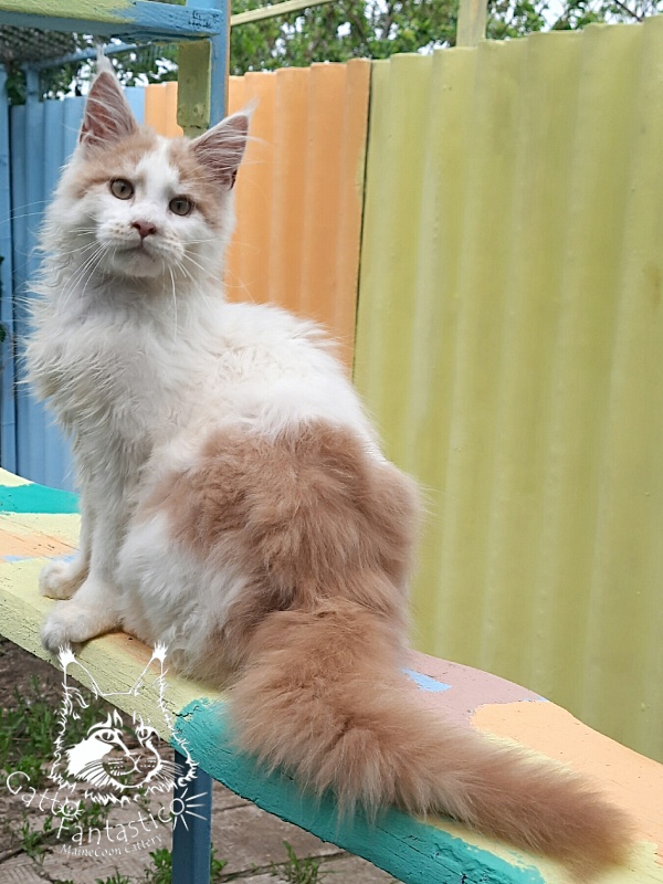 Gatto Fantastico Lincoln - Kitten maine-coon 4 months 2.5 weeks