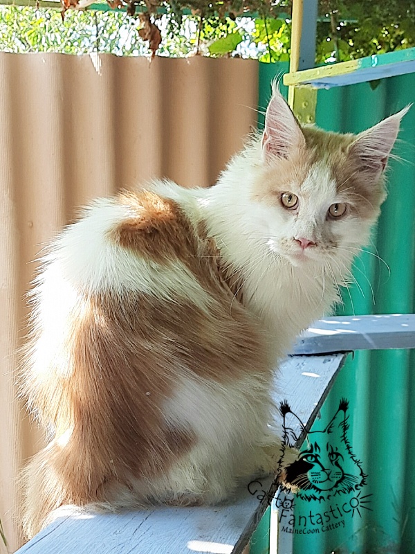Gatto Fantastico Lincoln - Junior maine-coon 7 months 0.5 weeks