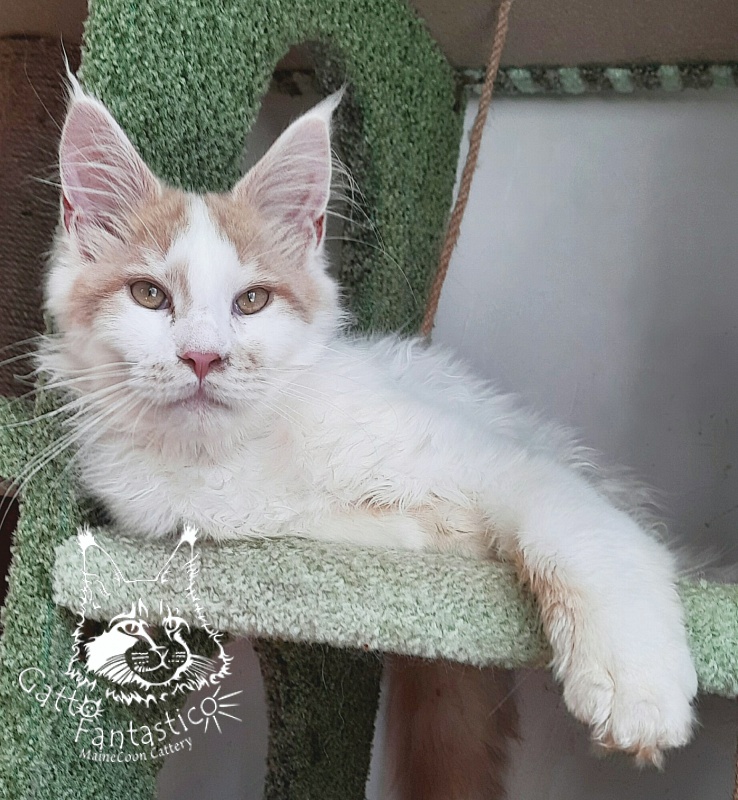 Gatto Fantastico Lincoln - Kitten maine-coon 5 months 1.5 week