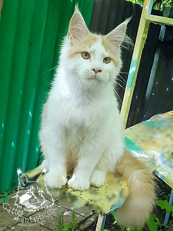 Gatto Fantastico Lincoln - Kitten maine-coon 5 months 1 week