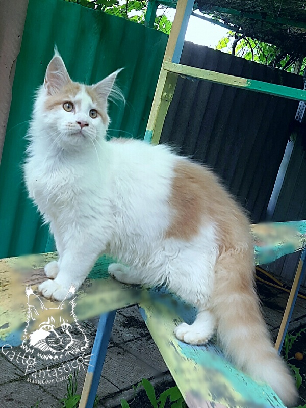 Gatto Fantastico Lincoln - Kitten maine-coon 5 months 1 week
