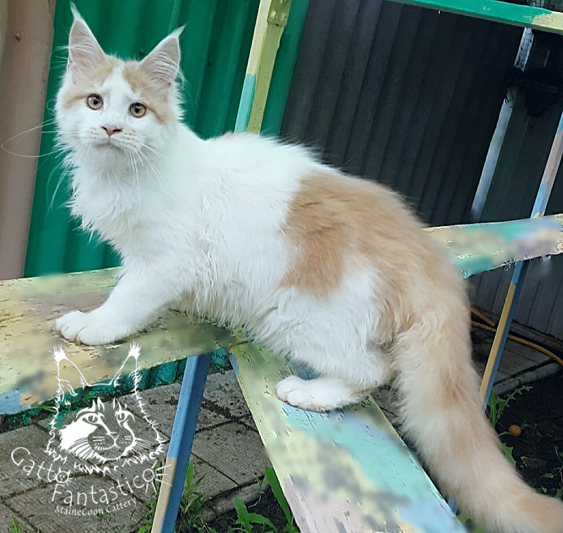 Gatto Fantastico Lincoln - Kitten maine-coon 5 months 1 week