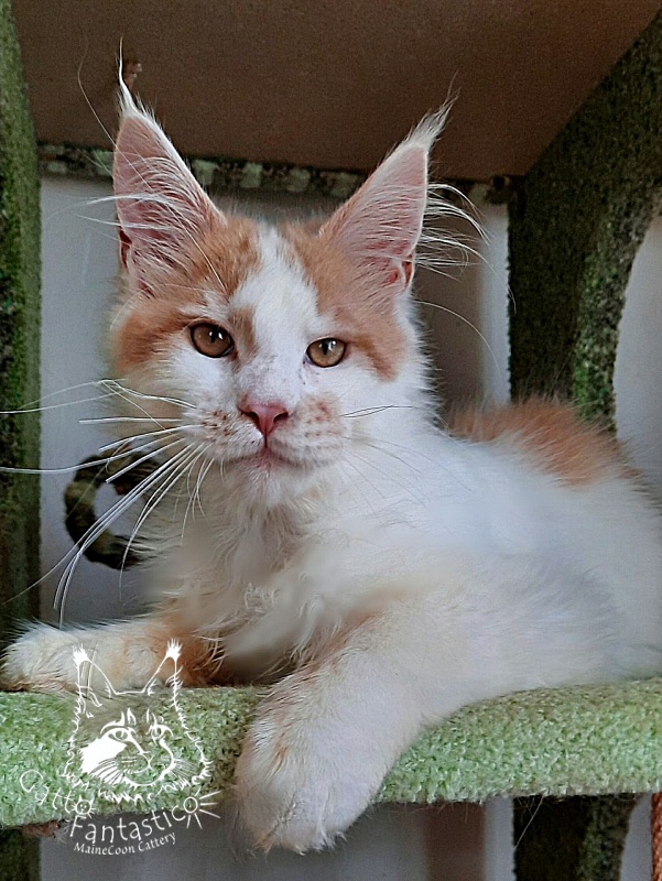 Gatto Fantastico Lincoln - Kitten maine-coon 5 months 1.5 week