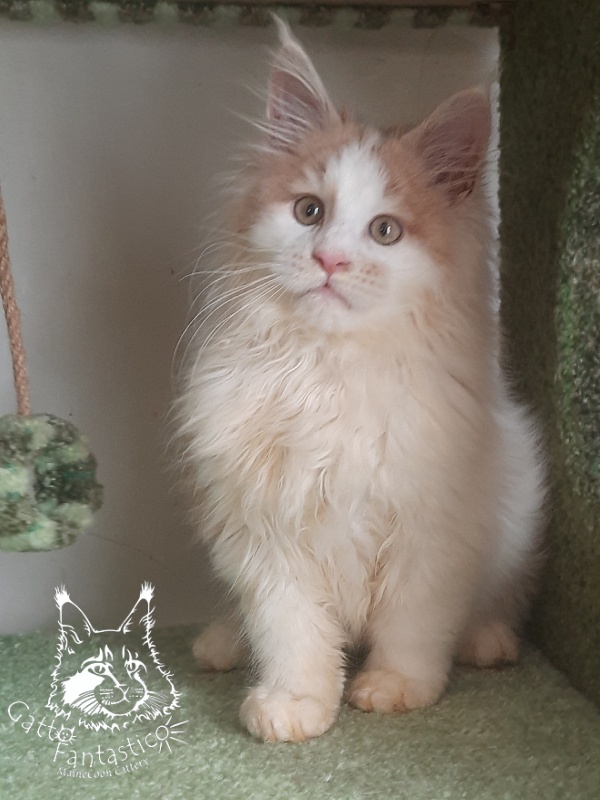 Gatto Fantastico Lincoln - Kitten maine-coon 3 months 1 week