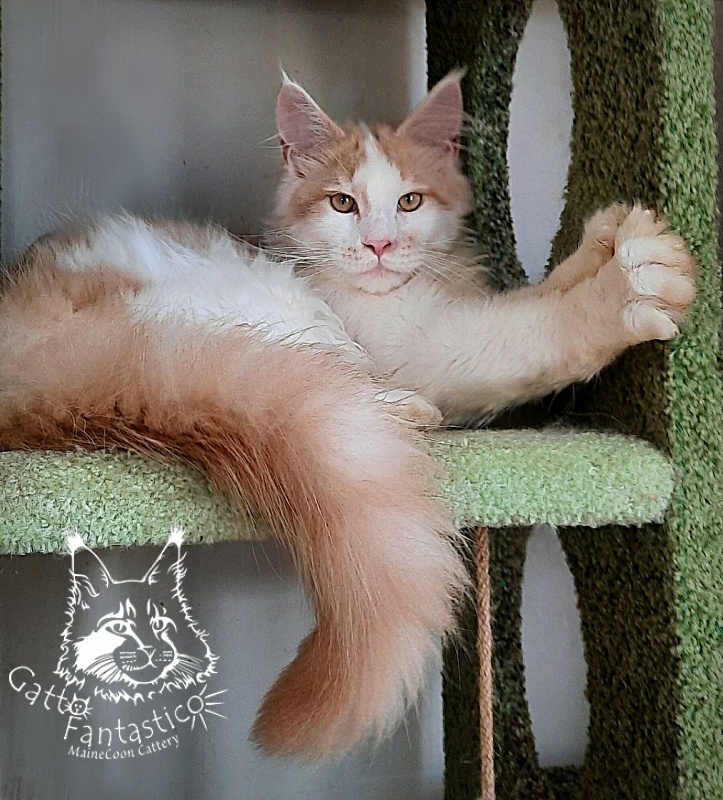 Gatto Fantastico Lincoln - Kitten maine-coon 5 months 1.5 week