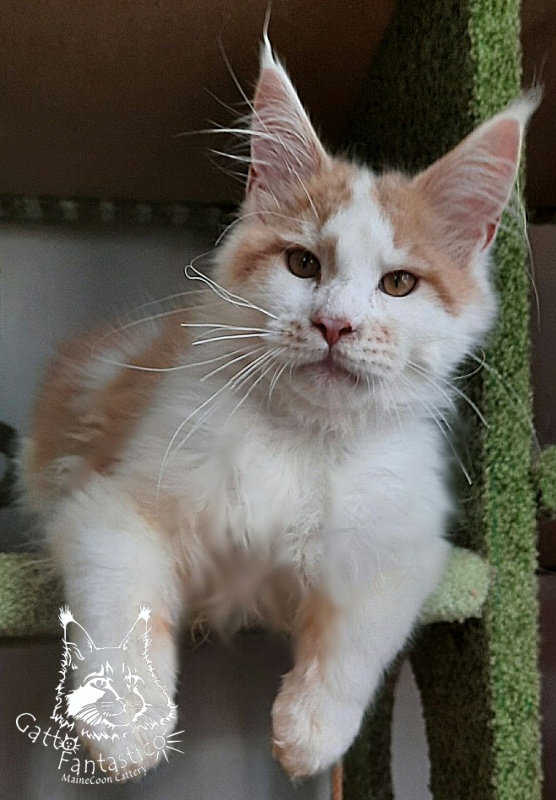Gatto Fantastico Lincoln - Kitten maine-coon 5 months 1.5 week