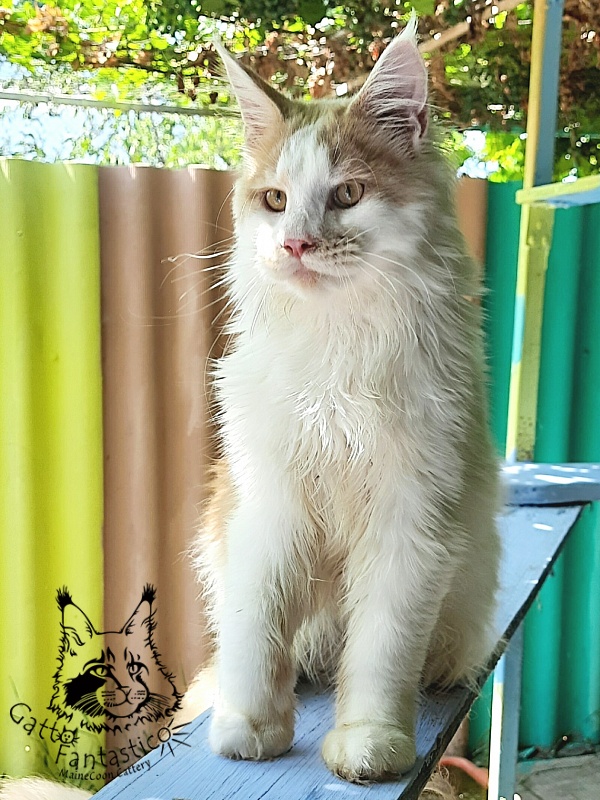 Gatto Fantastico Lincoln - Junior maine-coon 7 months 0.5 weeks