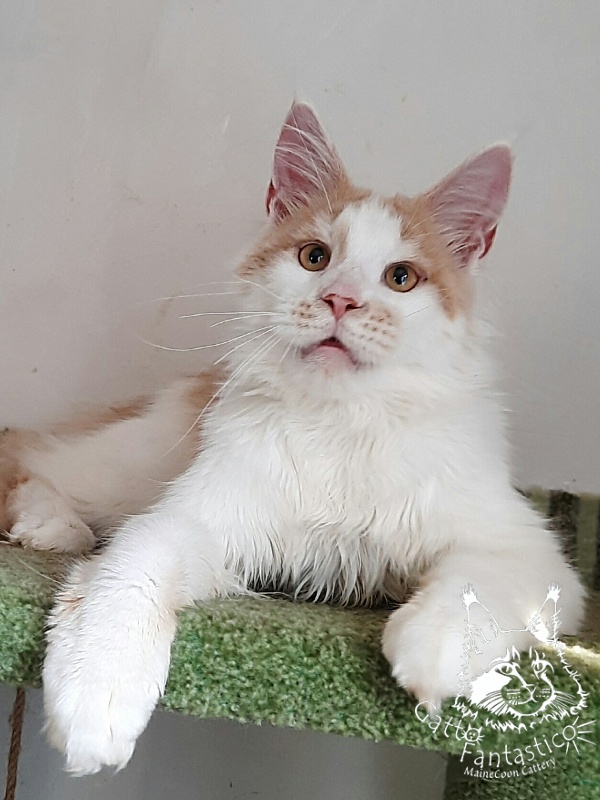Gatto Fantastico Lincoln - Kitten maine-coon 6 months 1.5 week