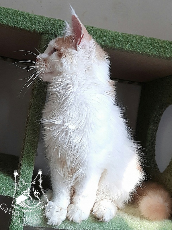 Gatto Fantastico Lincoln - Kitten maine-coon 6 months 1.5 week