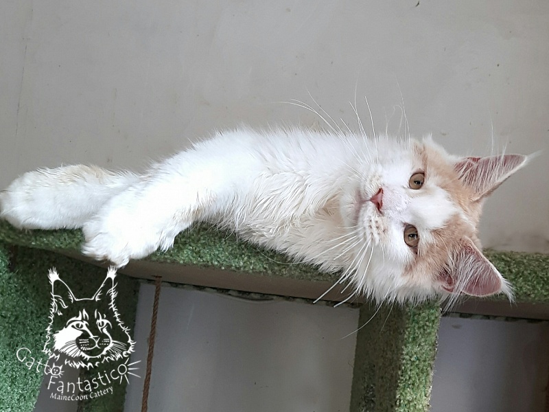 Gatto Fantastico Lincoln - Kitten maine-coon 6 months 1.5 week