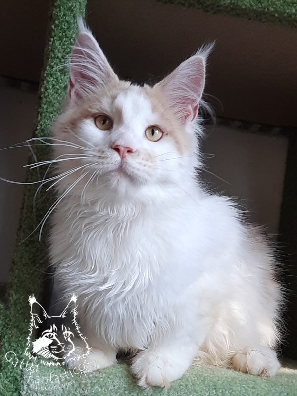 Gatto Fantastico Lincoln - Kitten maine-coon 6 months 1.5 week