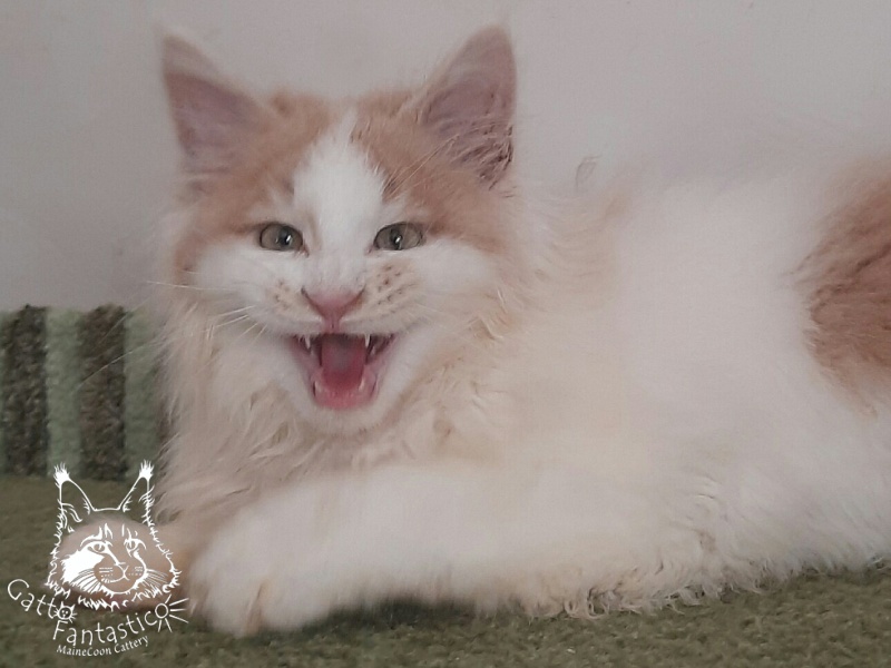 Gatto Fantastico Lincoln - Kitten maine-coon 3 months 1 week