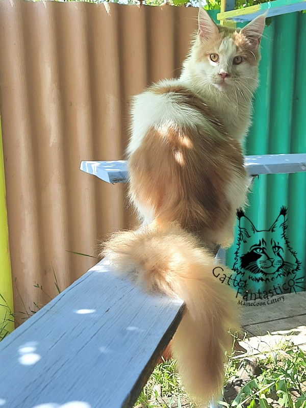 Gatto Fantastico Lincoln - Junior maine-coon 7 months 0.5 weeks