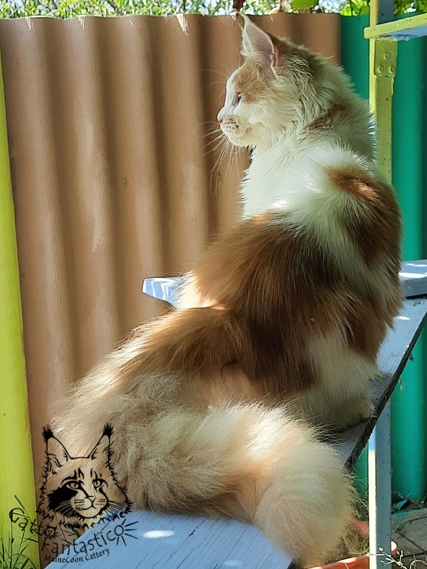 Gatto Fantastico Lincoln - Junior maine-coon 7 months 0.5 weeks