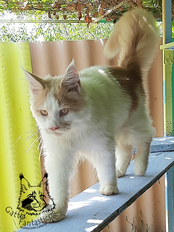 Gatto Fantastico Lincoln - Junior maine-coon 7 months 0.5 weeks