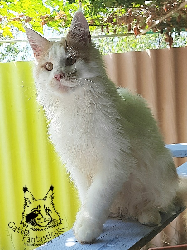 Gatto Fantastico Lincoln - Junior maine-coon 7 months 0.5 weeks