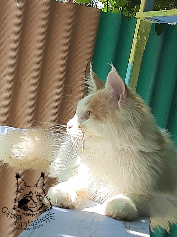 Gatto Fantastico Lincoln - Junior maine-coon 7 months 0.5 weeks