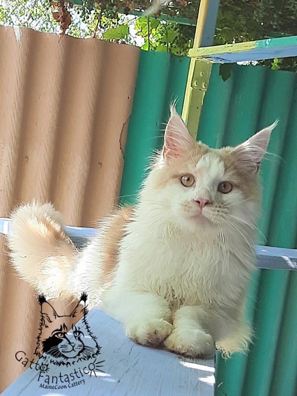 Gatto Fantastico Lincoln - Junior maine-coon 7 months 0.5 weeks
