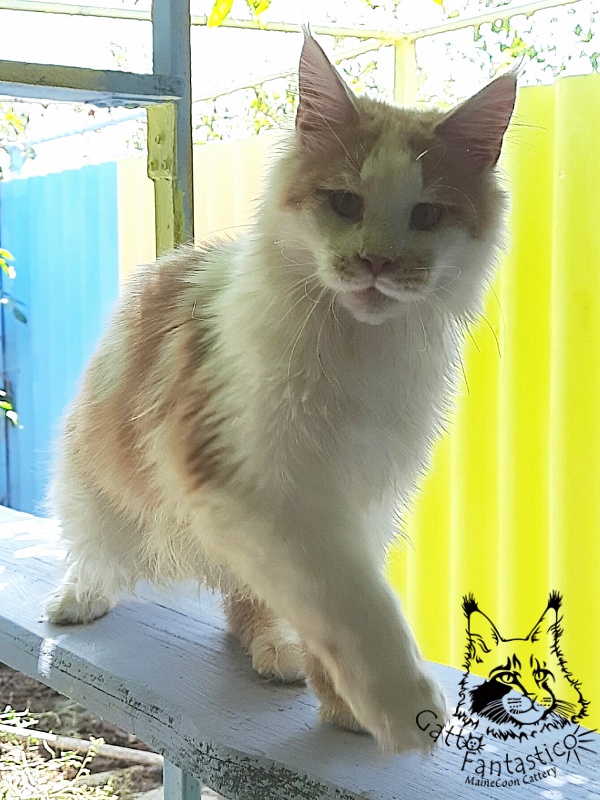 Gatto Fantastico Lincoln - Junior maine-coon 7 months 0.5 weeks