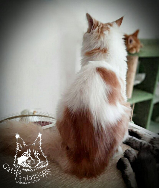 Gatto Fantastico Lincoln - Junior maine-coon 7 months 3 weeks