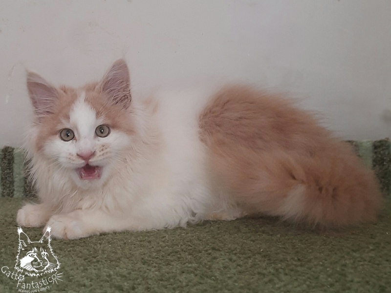 Gatto Fantastico Lincoln - Kitten maine-coon 3 months 1 week