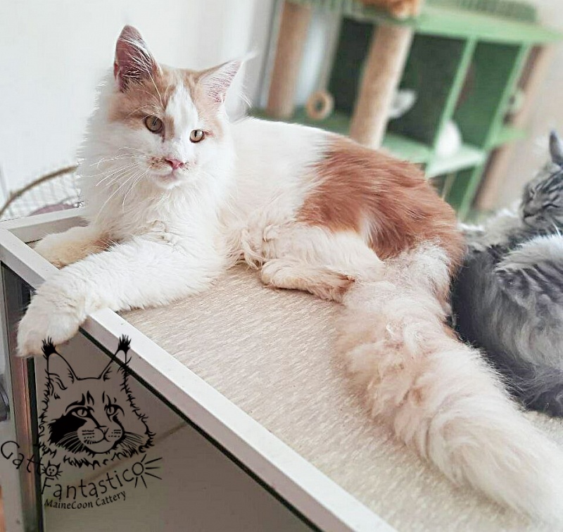 Gatto Fantastico Lincoln - Junior maine-coon 7 months 3 weeks