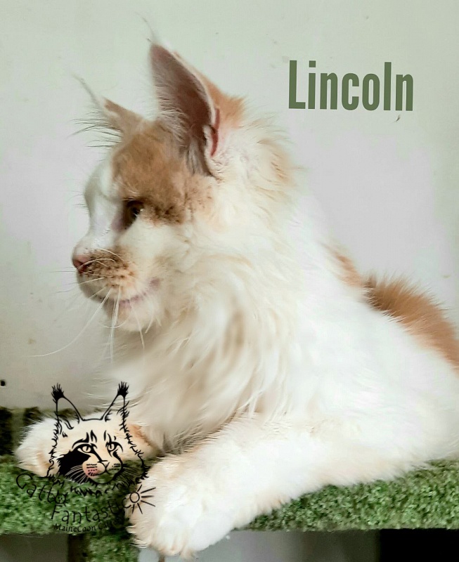 Gatto Fantastico Lincoln - Junior maine-coon 7 months 3 weeks