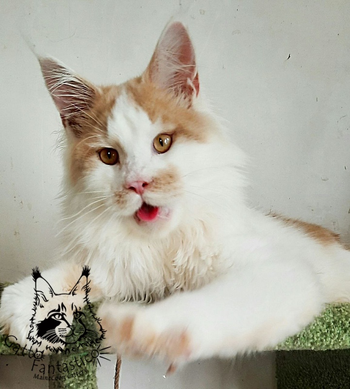 Gatto Fantastico Lincoln - Junior maine-coon 7 months 3 weeks