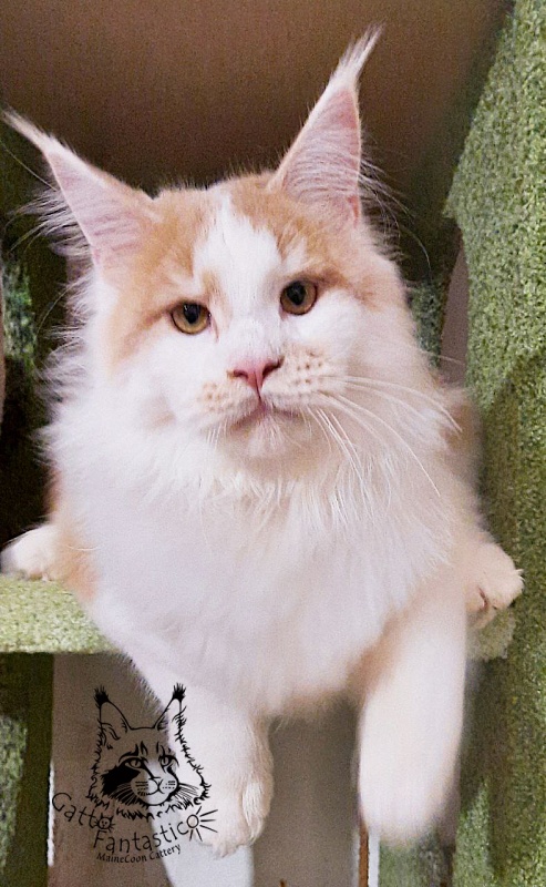 Gatto Fantastico Lincoln - Junior maine-coon 9 months