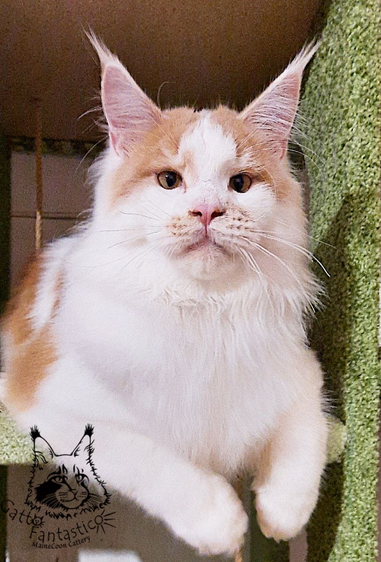 Gatto Fantastico Lincoln - Junior maine-coon 9 months