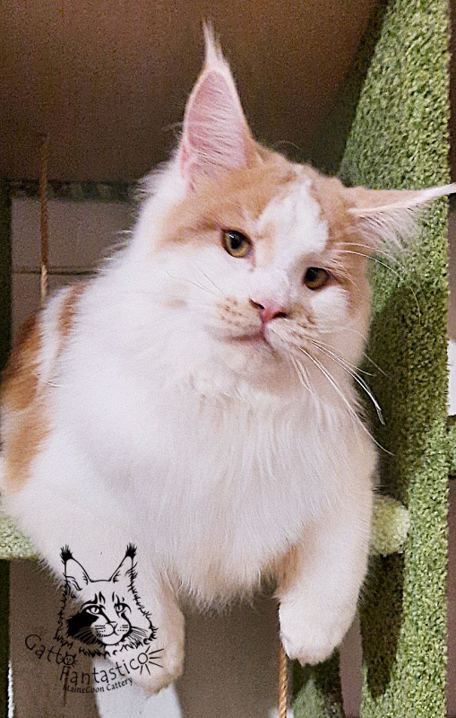 Gatto Fantastico Lincoln - Junior maine-coon 9 months