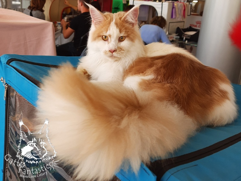 Gatto Fantastico Lincoln - Junior maine-coon 9 months