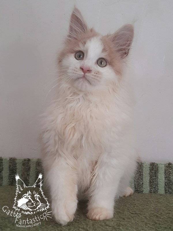 Gatto Fantastico Lincoln - Kitten maine-coon 3 months 1 week