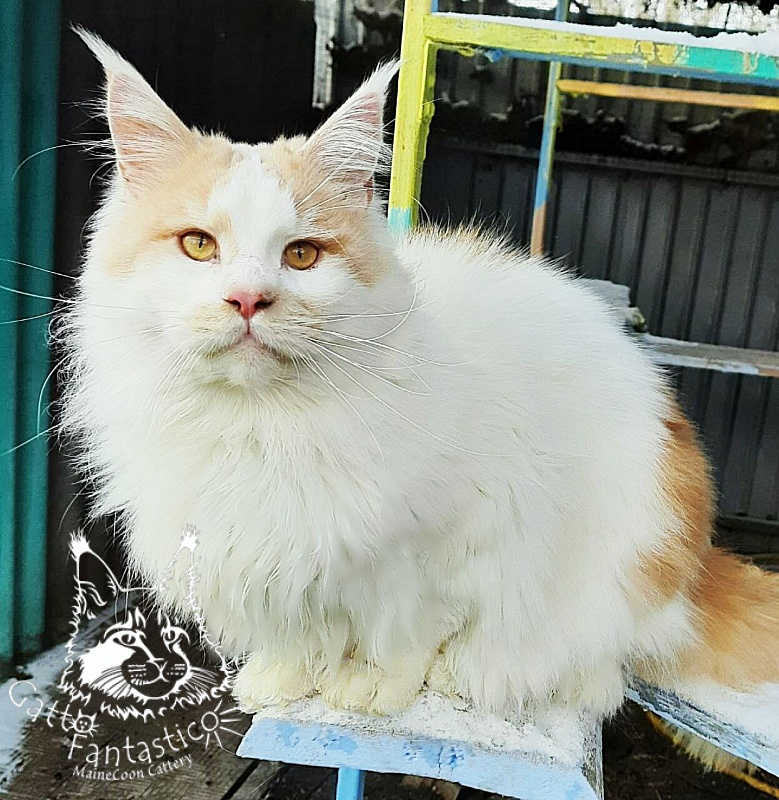 Gatto Fantastico Lincoln - Adult maine-coon 11 months 3 weeks