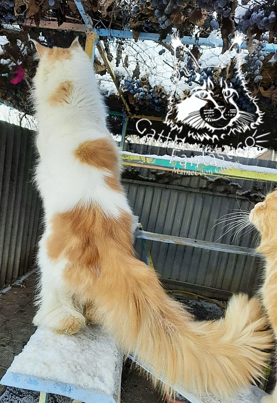 Gatto Fantastico Lincoln - Adult maine-coon 11 months 3 weeks