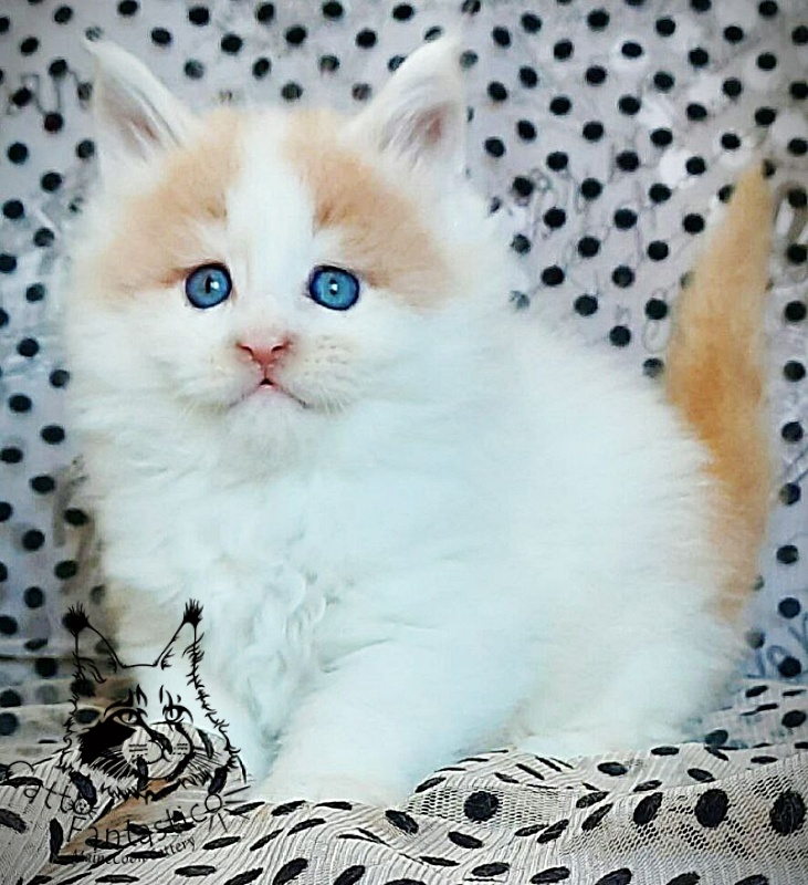 Gatto Fantastico Lincoln - Kitten maine-coon 1 month 1 week