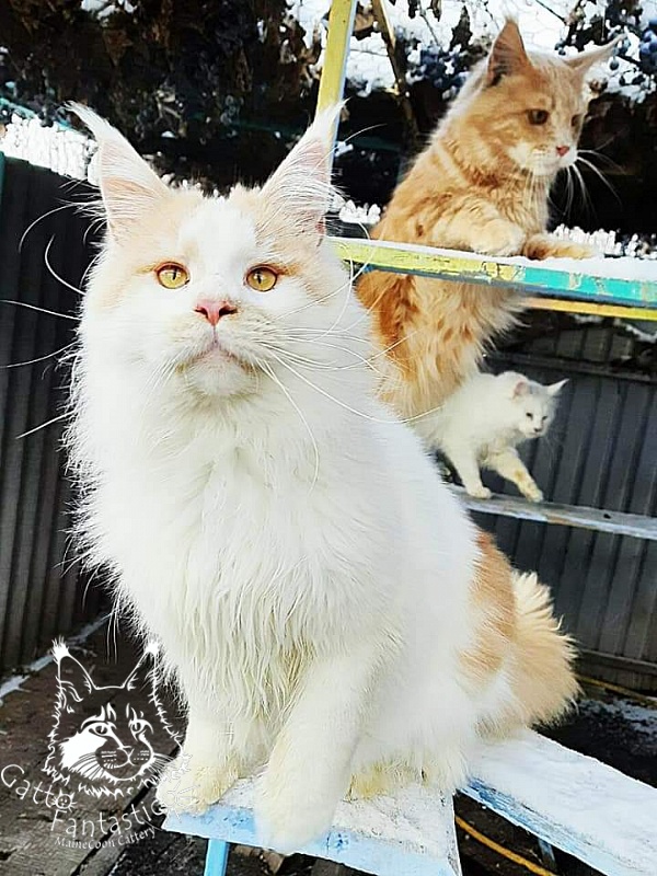 Gatto Fantastico Lincoln - Adult maine-coon 11 months 3 weeks