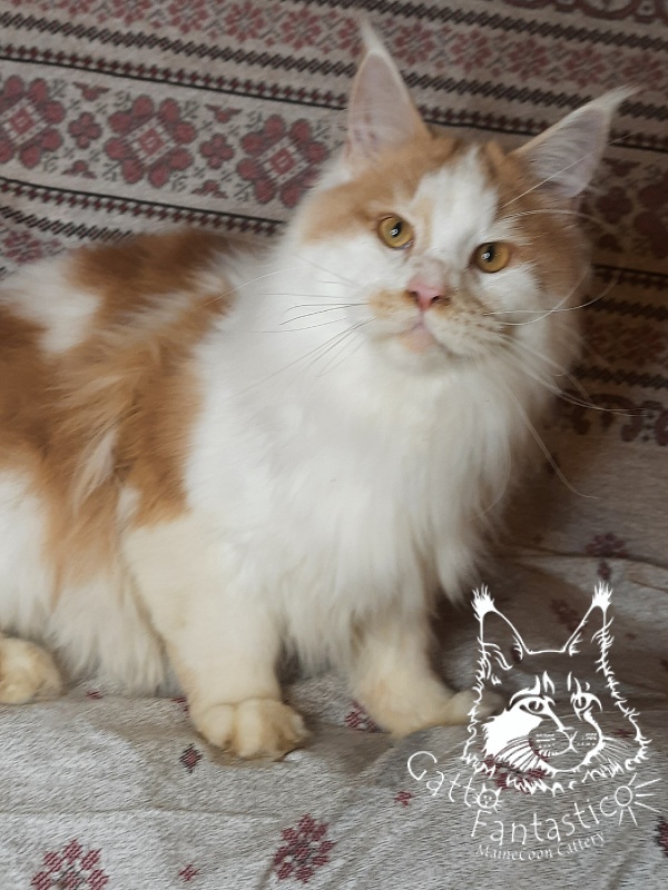 Gatto Fantastico Lincoln - Adult maine-coon 1 year 1.5 week