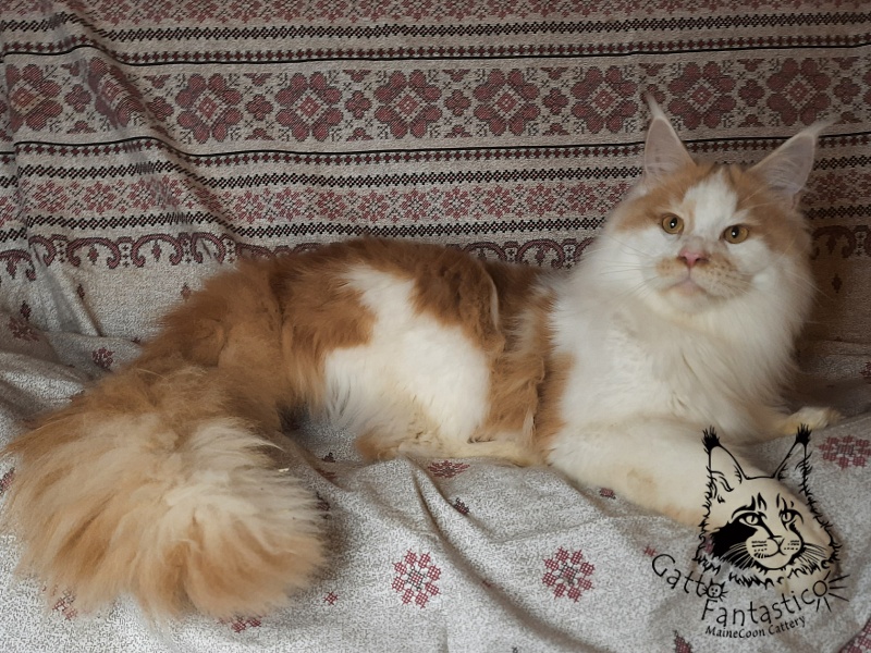 Gatto Fantastico Lincoln - Adult maine-coon 1 year 1.5 week