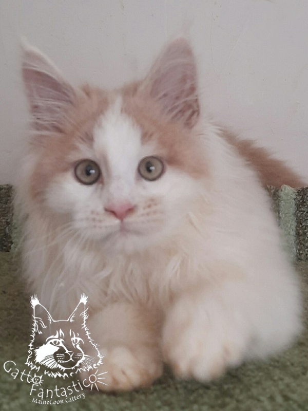Gatto Fantastico Lincoln - Kitten maine-coon 3 months 1 week