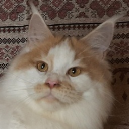Gatto Fantastico Lincoln