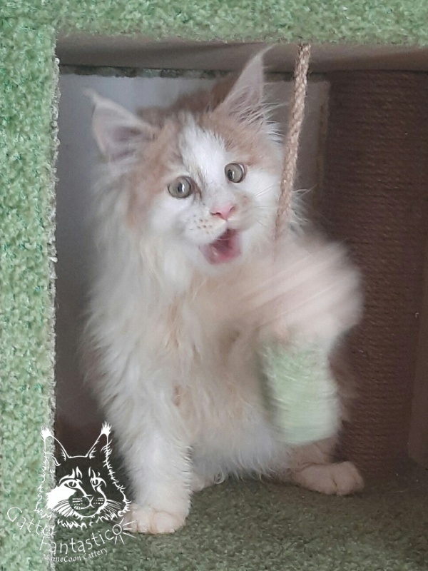 Gatto Fantastico Lincoln - Kitten maine-coon 3 months 1 week