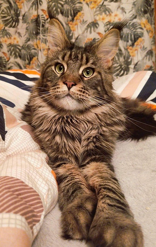 Gatto Fantastico Barney - maine-coon