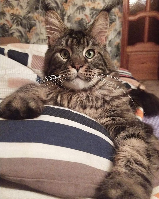Gatto Fantastico Barney - maine-coon