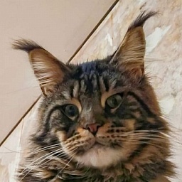 Gatto Fantastico Barney