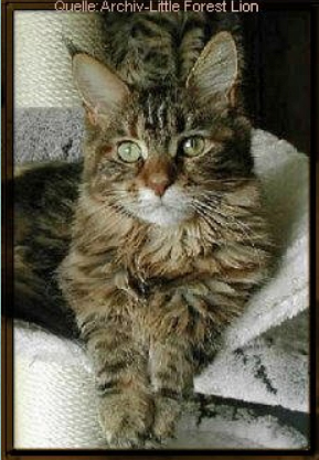 Sebasco GoGo - maine-coon